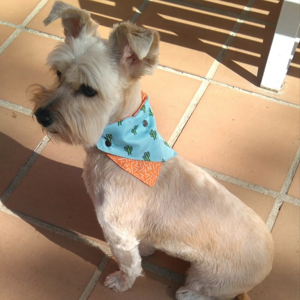 guarderías caninas