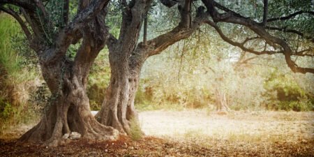 Web de Noticias para Empresas