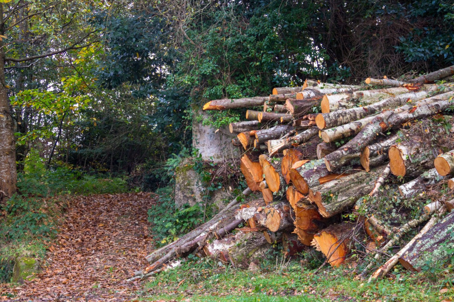 madera como motor de la recuperación