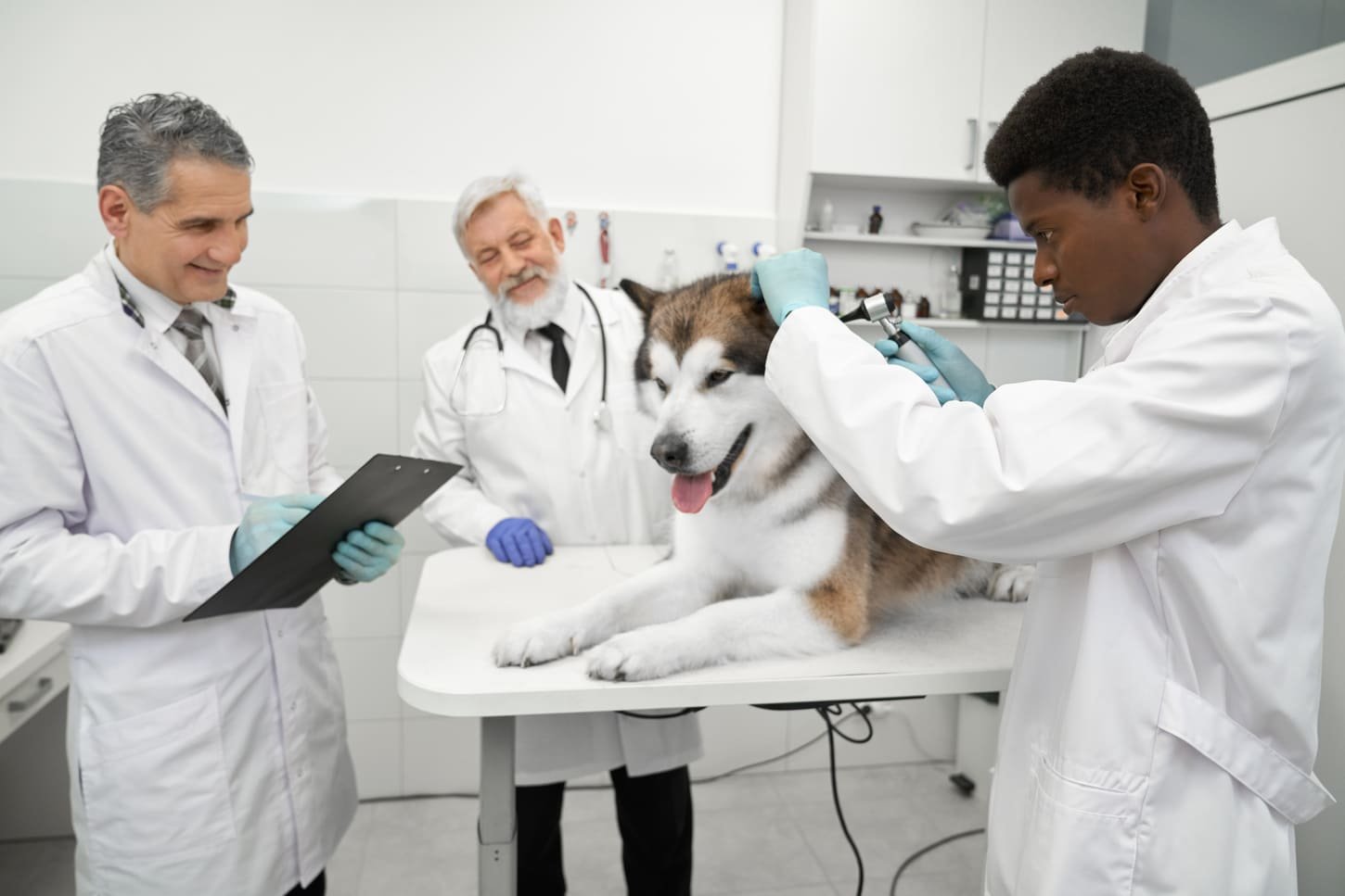 diagnostico perro