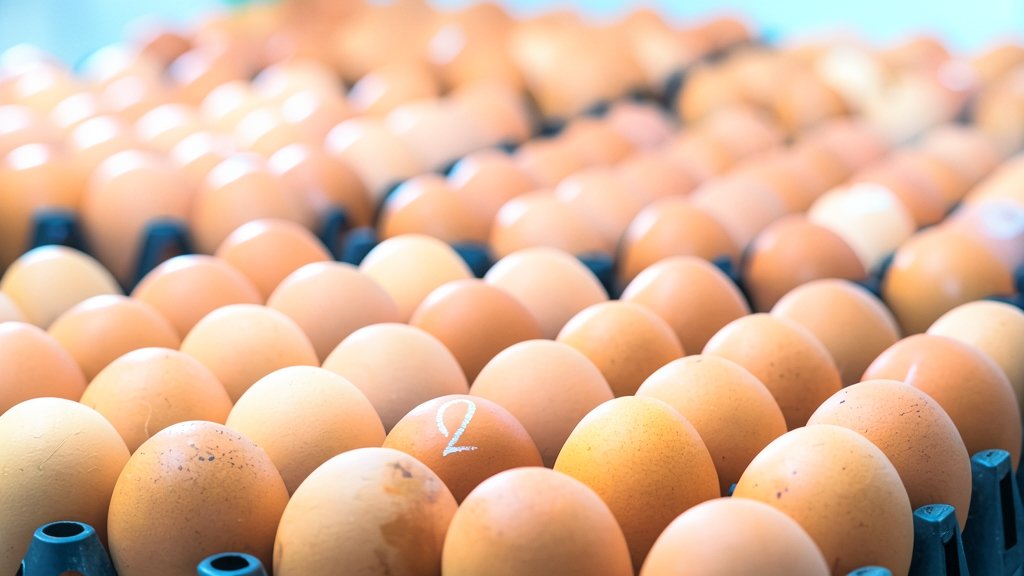 Primer plano de bandejas llenas de huevos frescos de color marrón, con un número marcado en tiza blanca en uno de los huevos del centro.